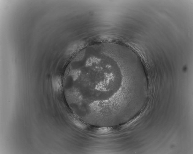 X0000095550335200712211415