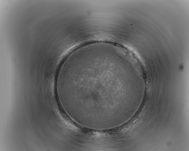 X0000095550442200712211413