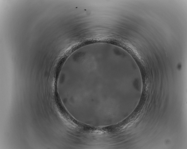 X0000095550542200712211411