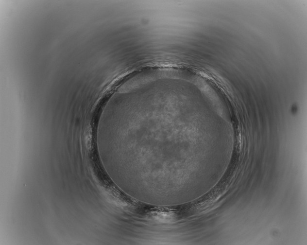 X0000095550552200712211412