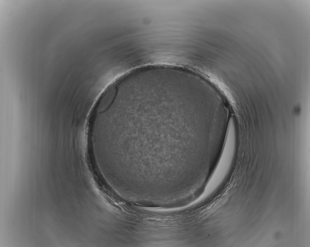 X0000095550580200712211411