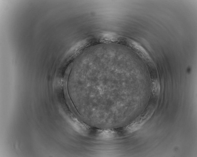 X0000095550621200712211411