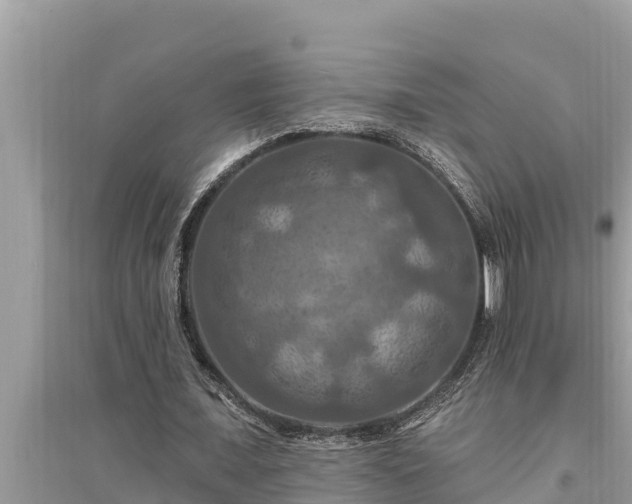 X0000095550675200712211410