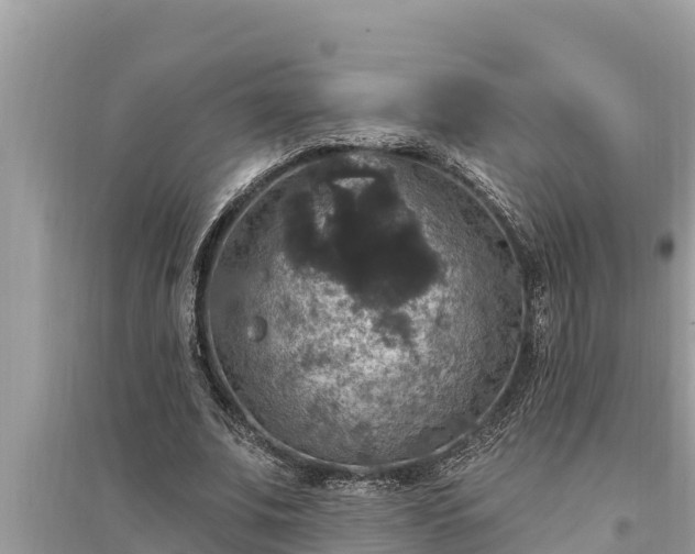 X0000095550679200712211410