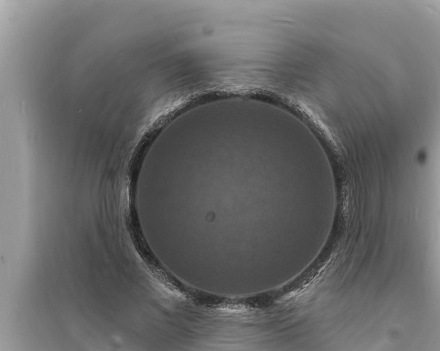 X0000095550685200712211410