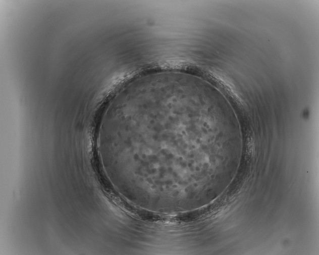 X0000095550687200712211410