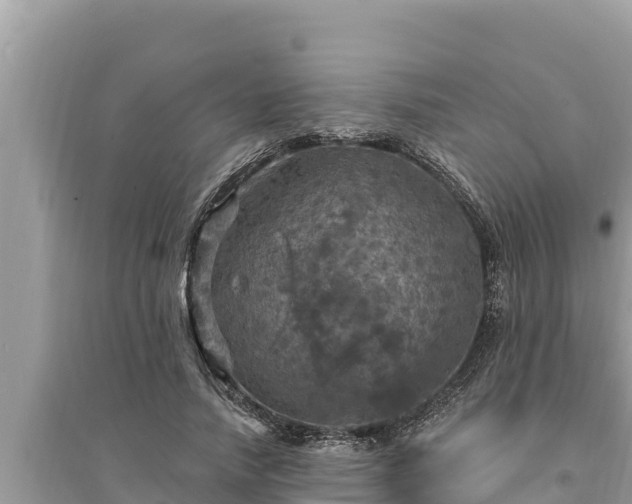 X0000095550738200712211409