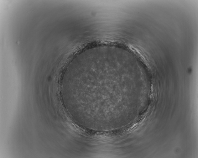 X0000095550817200712211407