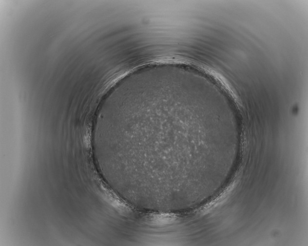 X0000095550833200712211408