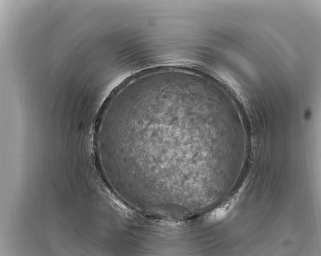 X0000095550875200712211407