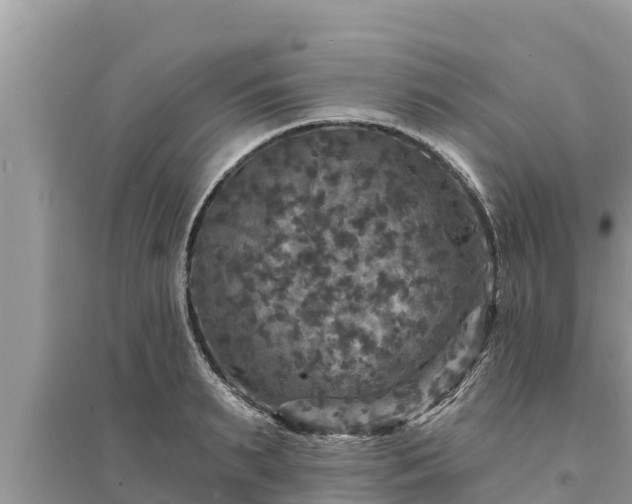 X0000095550895200712211407