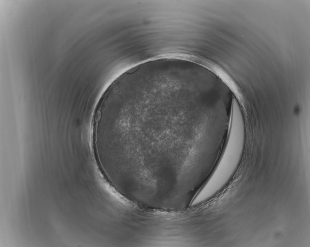 X0000095550955200712211407