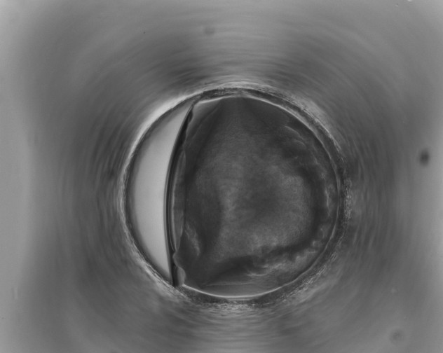 X0000095551024200712211405