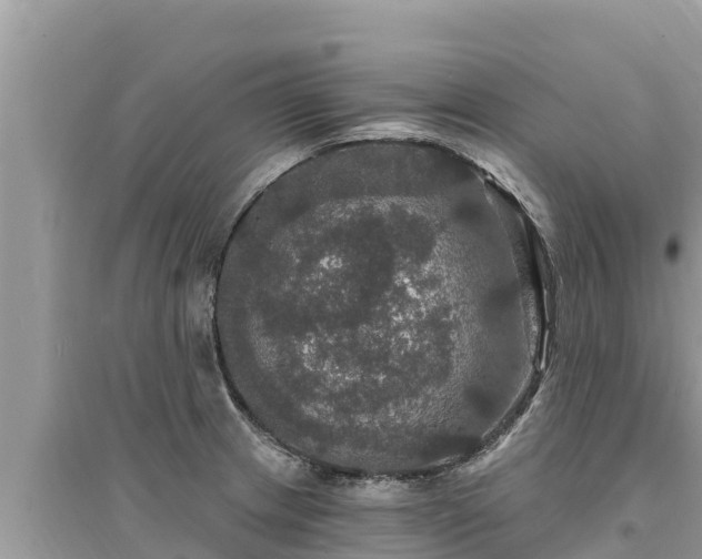 X0000095551233200712211402