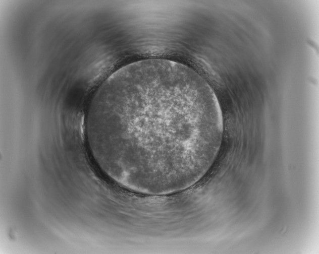 X0000095550024200712281616