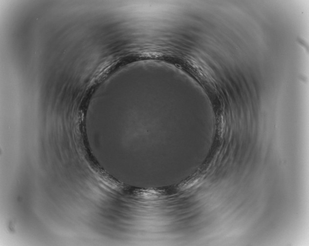 X0000095550229200712281613