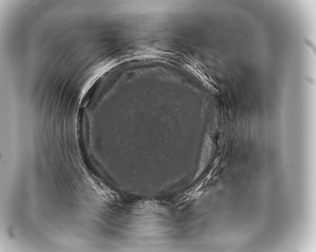 X0000095550244200712281612