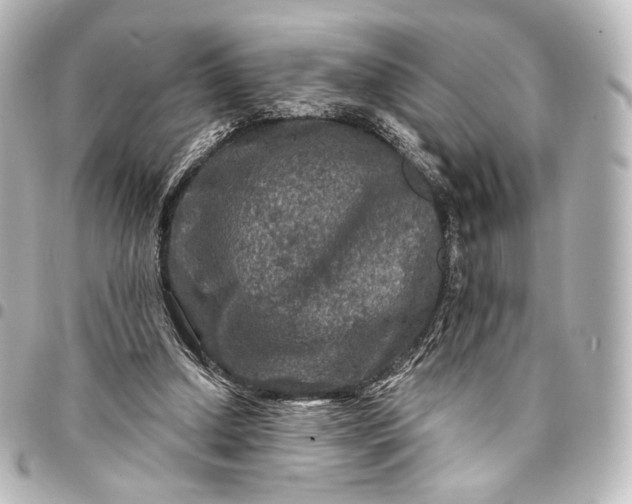 X0000095550250200712281612