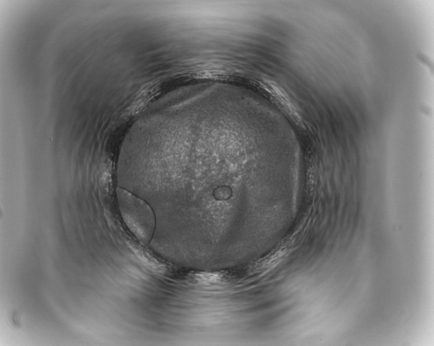 X0000095550265200712281612