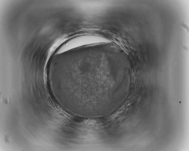 X0000095550294200712281612