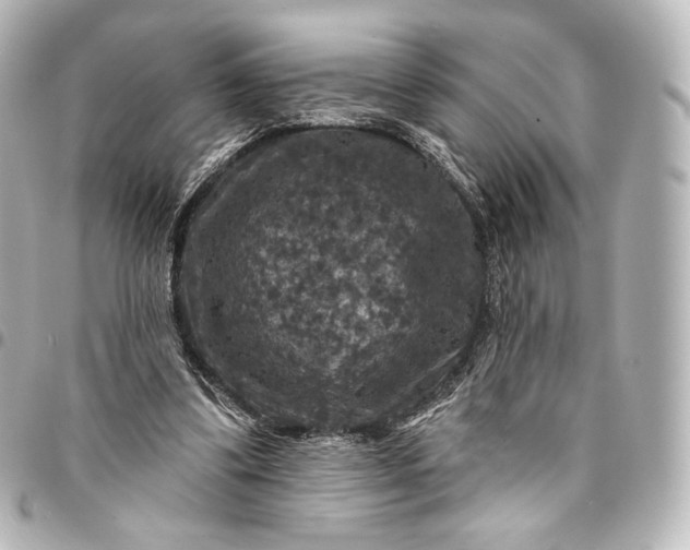 X0000095550299200712281612