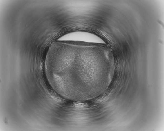 X0000095550315200712281612