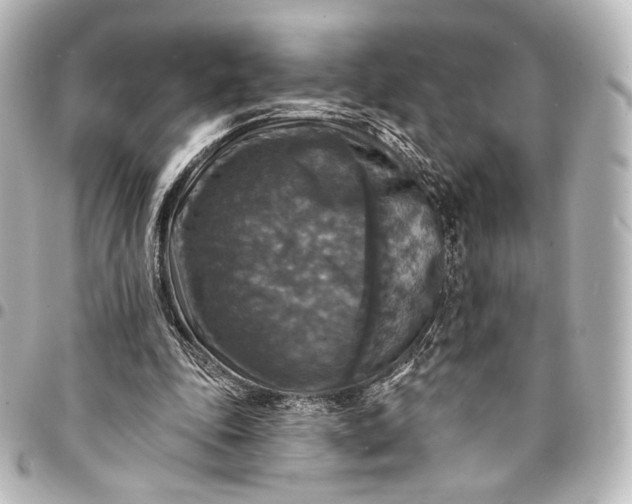 X0000095550343200712281611