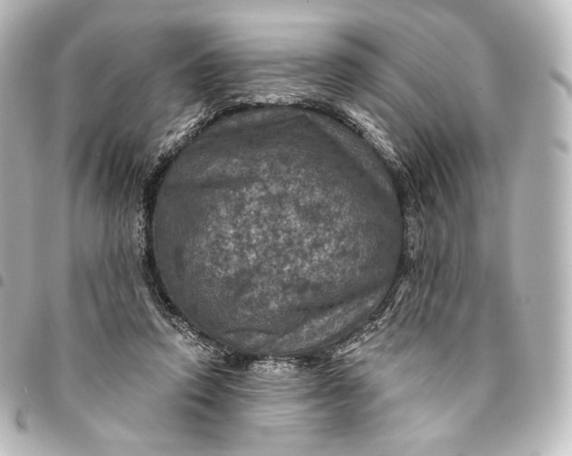 X0000095550354200712281611