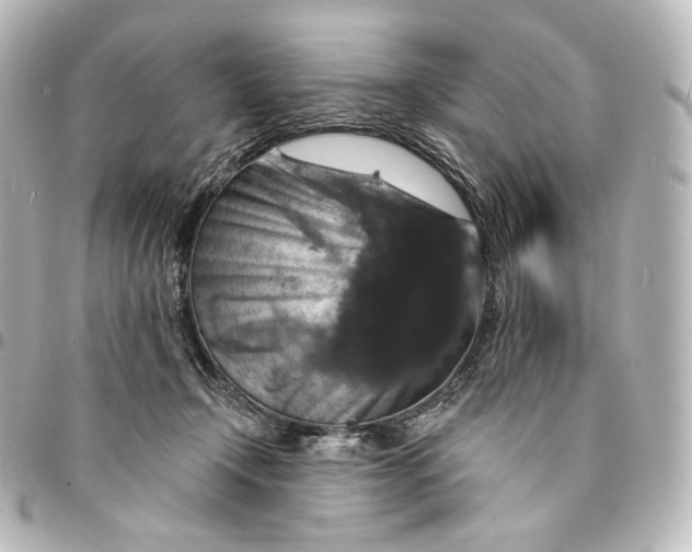 X0000095550366200712281611