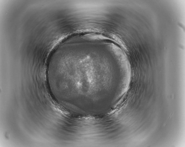 X0000095550395200712281610