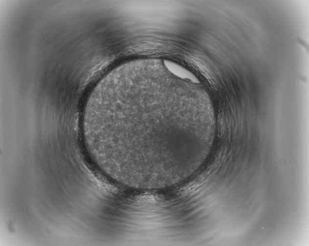 X0000095550404200712281610