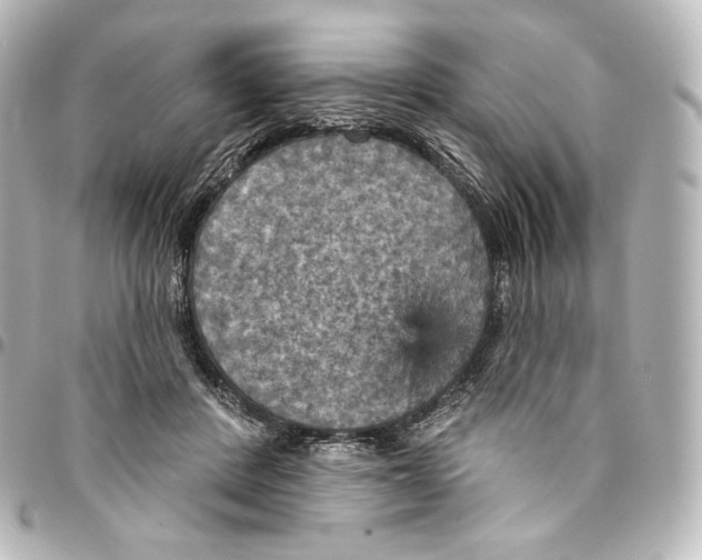 X0000095550408200712281610