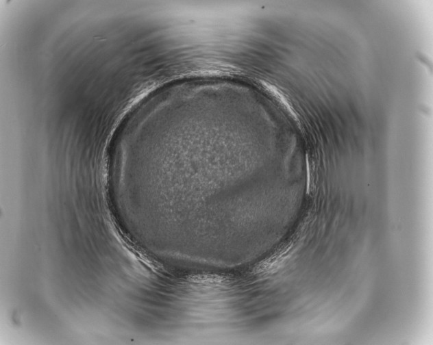 X0000095550435200712281609