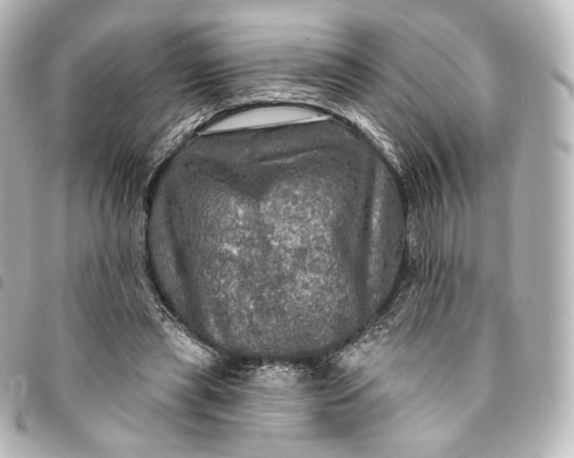 X0000095550445200712281609