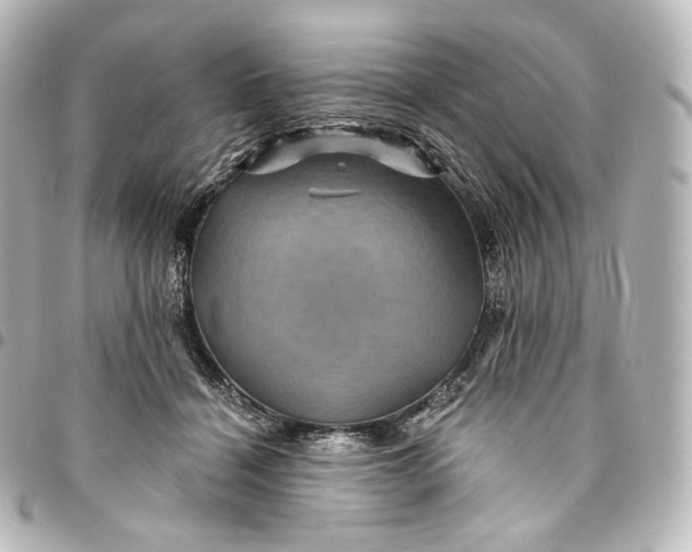 X0000095550460200712281610