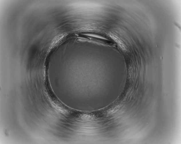 X0000095550494200712281609