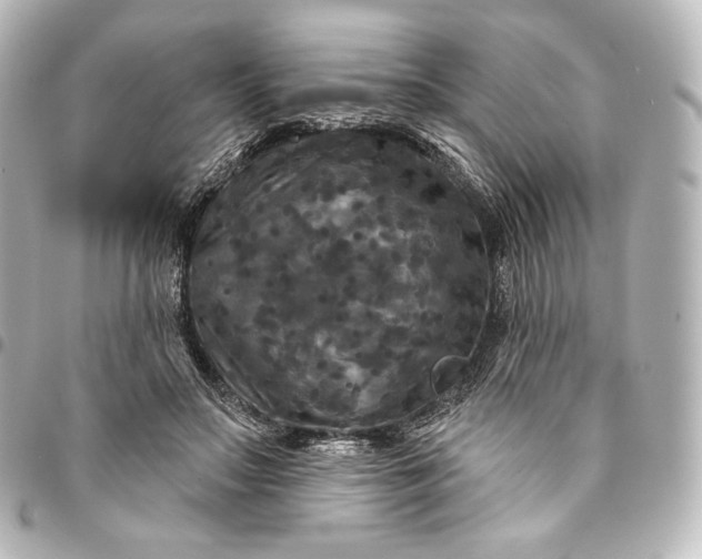 X0000095550499200712281609