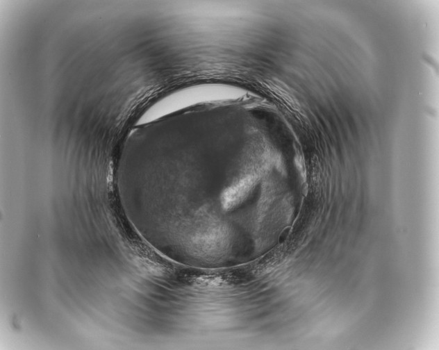 X0000095550502200712281609