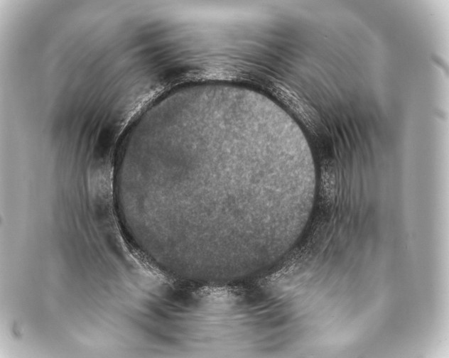 X0000095550534200712281608