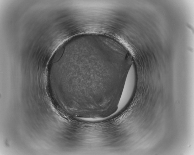 X0000095550580200712281608