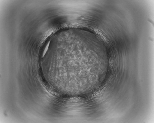 X0000095550591200712281608