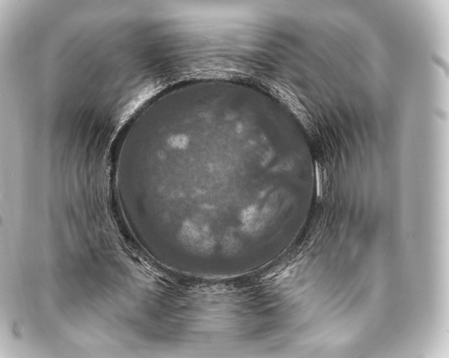 X0000095550675200712281607