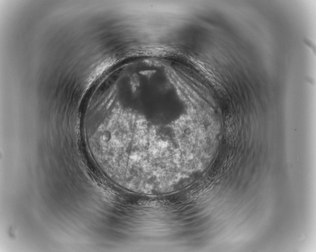 X0000095550679200712281607