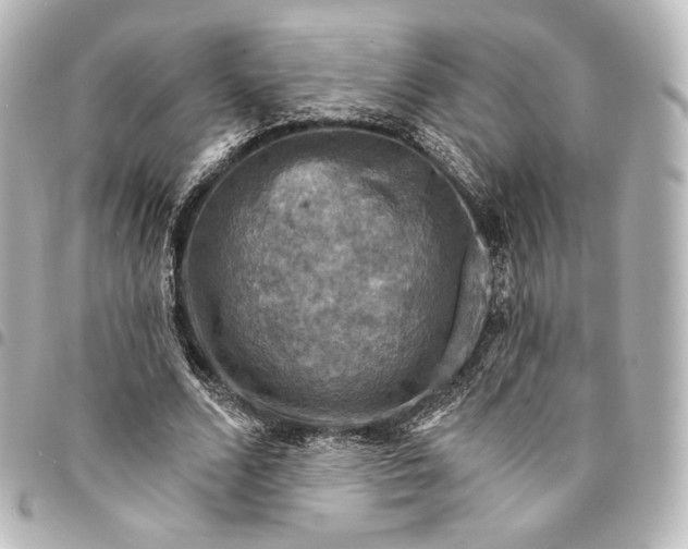 X0000095550680200712281607