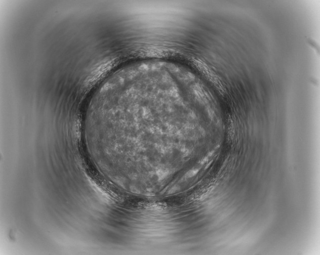 X0000095550683200712281607