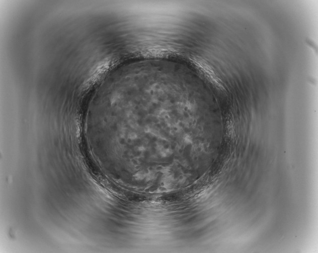 X0000095550687200712281606