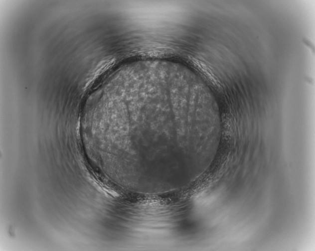 X0000095550738200712281606