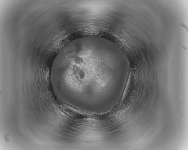 X0000095550745200712281606