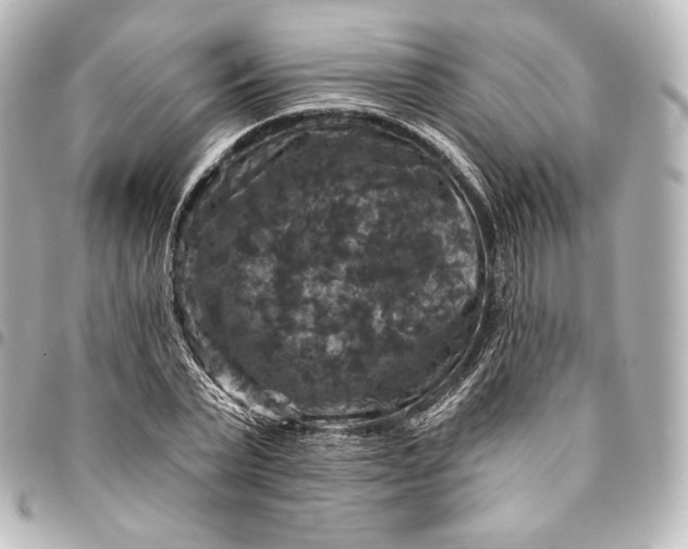 X0000095550783200712281605