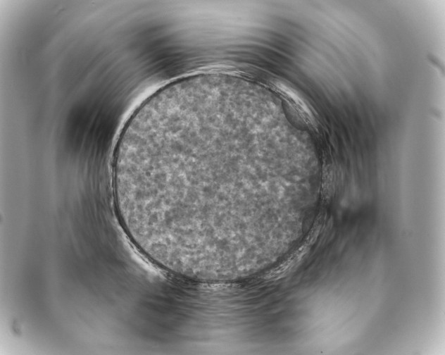 X0000095550808200712281605